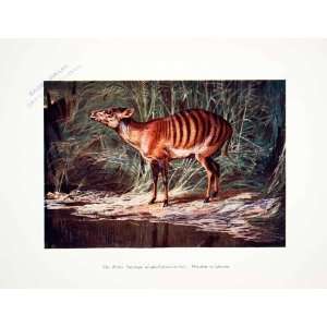   Harry Johnston Wildlife Art   Original Color Print