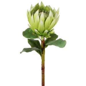   32 Giant King Protea Spray Green (Pack of 6)