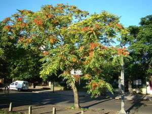Tree of Heaven, Ailanthus altissima, Tree Seeds, Fast Hardy  