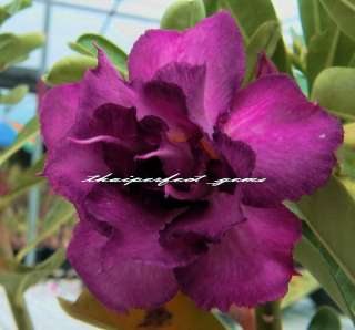 ADENIUM Doubleviolet ONE GRAFTED PLANT RARE  