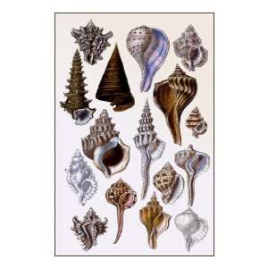  Shells Trachelipoda #4 20x30 poster