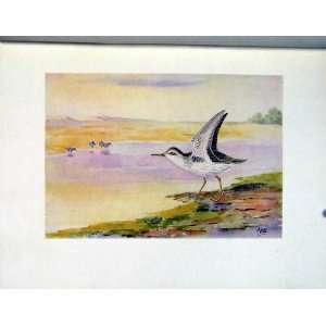  Spotted Sandpiper Old Print Fine Art Birds C1924 Color 