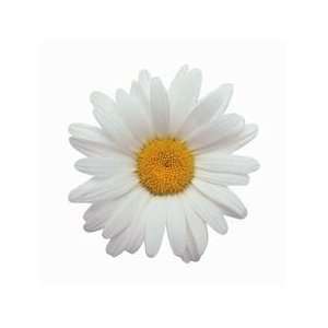 Common Oxeye Daisy Flower XL Die Cut Photographic Magnet  