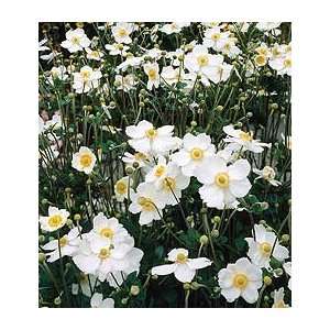  Anemone Andrea Atkinson Patio, Lawn & Garden