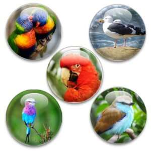 Decorative Magnets or Push Pins 5 Big Birds  Kitchen 