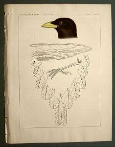 1857 Hand Colored Lithograph USPRR Exp & Survey BIRD  