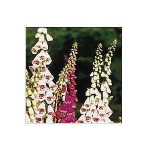  Foxglove, Giant Spotted Patio, Lawn & Garden