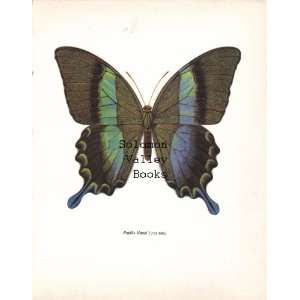  Papilio Blumei Butterfly (112 mm) Colour Plate 8 X 10 