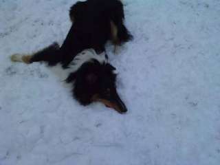 Collie Rüde Namens Rocky in Nordrhein Westfalen   Südlohn  Hunde 