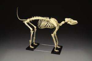 Canine Skeleton Model LARGE SIZE LFA #2016 Bosley Dog  