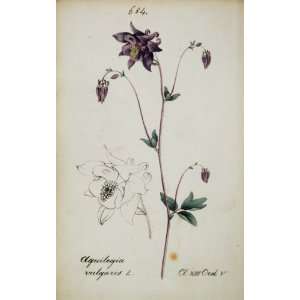  1826 Aquilegia Vulgaris European Columbine Botanical 