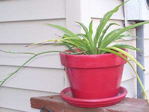 Spider Plant Great for hanging baskets Easy growing  