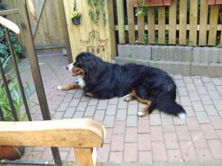 Bernersennen Deckrüde Aaron in Schleswig Holstein   Schleswig  Hunde 