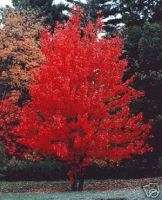 Kanadischer Rotahorn   Acer rubrum  winterhart 20 Samen  