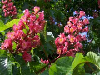 Aesculus carnea Briotii, rote Kastanie, SELTEN 80/100cm  