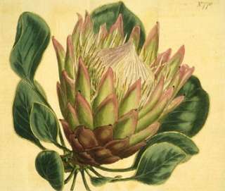 1000 Vintage Curtis Botanical Floral Craft Prints on CD  