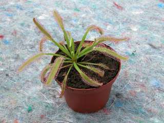 http//www.karnivores/public_files/prodyn_img/img_0 504_drosera 