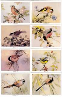 Complete Set of 24 British Bird Paintings Cards  