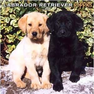  Labrador Retriever Puppies 2008 Wall Calendar Office 