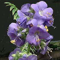 100 BLUE PEARL POLEMONIUM Jacobs Ladder Flower Seeds  