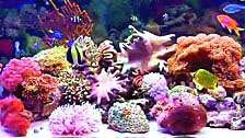 Australia HD Aquarium DVD Video 4 your HDTV   relaxing beautiful 