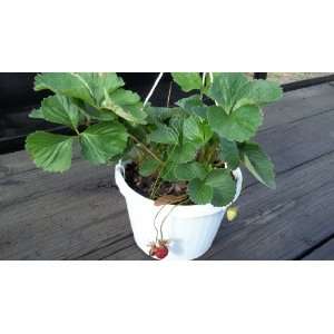  Strawberry Plant Fruit Ready to Eat Hanging Basket Pot 7 
