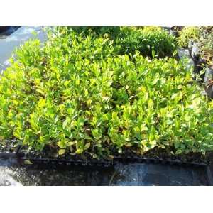   Gardenia jasminoides 5 Starter Plants Fragrant Patio, Lawn & Garden