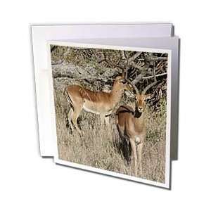 Animals   South African 2 Impalas front and side view   Greeting Cards 