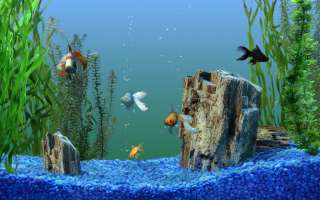 HD Moods Aquarium (Blu ray) for HD TVs   Fish Screen Saver, Tv 