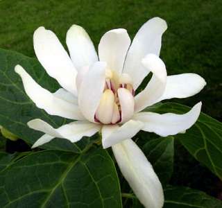 Venus Sweetshrub   Calycanthus   Fragrant   Hardy  