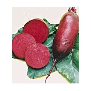  Beets, Cylindra Patio, Lawn & Garden