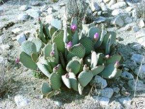 Opuntia basilaris Hardy Beavertail Cactus SEEDS  