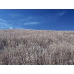  Little Bluestem, Andropogon Scoparius, in the Shortgrass 