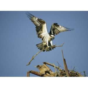  Osprey Landing in its Nest with a Piece of Building Material 