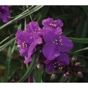  Tradescantia Concord Grape Patio, Lawn & Garden