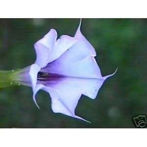  Datura Moon Lily Seeds ~ Datura stramonium L. Beautiful Garden Flower
