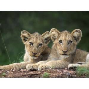 Lion Cubs, Panthera Leo, in Kruger National Park Mpumalanga, South 