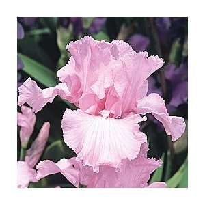  Beverly Sills Shades of Pink Reblooming Iris