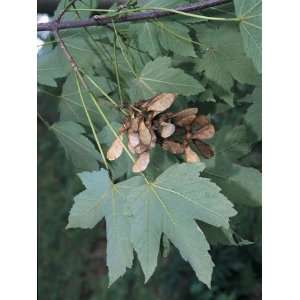  Close Up of a Sycamore Maple Tree, Parco Carsico Del Carne 