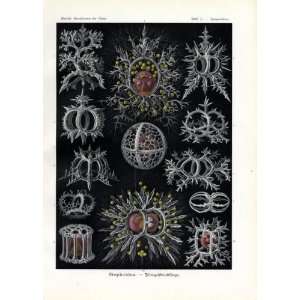 Ernst Haeckel 1904   Stephoidea   Artforms of Nature Kunstformen der 