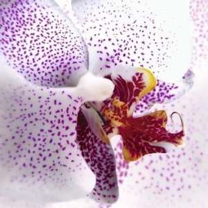  Mel Allen   Orchid II