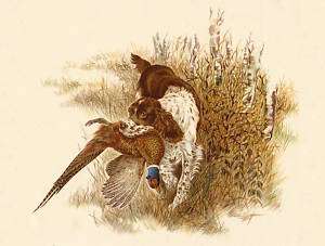 English Springer Spaniel Dog And Pheasant Print  