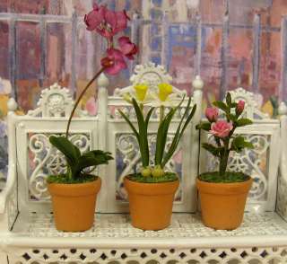 SET of 3 FLOWERS~PLANTS for garden~Roses~Dafodils~Orchids~miniature 