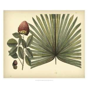  Antique Brazilian Palm by Sir Hans Sloane 26x22