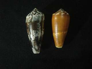 Conus magus, 43 & 50mm, F+++/GEM, sets of 2 specimen  