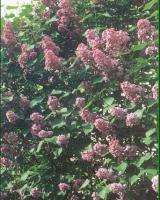 Late Lilac Tree (Syringa villosa)   50+ SEEDS  