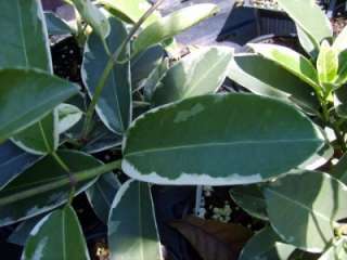   Vine Plant   Rare Variegated   Intensely Fragrant White Flowers  