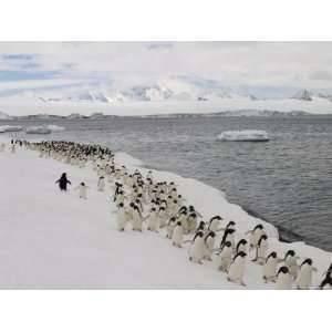  A Group of Adelie Penguins Walking Along the Waters Edge 