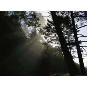 Sunlight Beaming Through a Forest of Evergreen Trees Photographic 