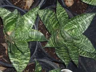 DWARF SANSEVIERIAS PLANTS BUY 5 GET 5 FREE W@W L@@K  